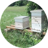 Honey Bee Hives